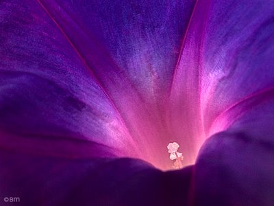 Unidad de pensamiento y emoción en la sensación significativa corporal