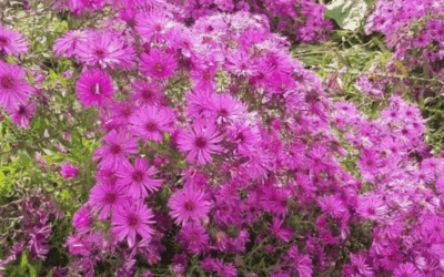 FORMACION EN FOCUSING en Buenos Aires