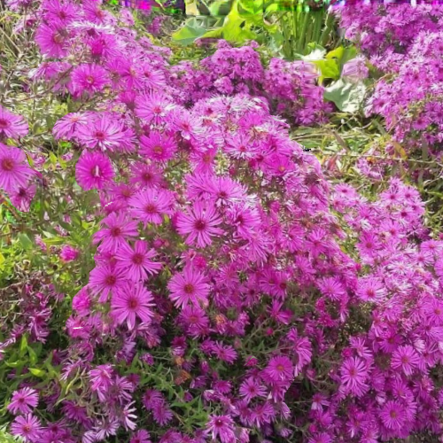 CAPACITACIÓN EN FOCUSING
Próximo mes de Agosto.
Sábado 2  de 11 a 13hs.
Miércoles 6 de 18 a 20hs

Introducción al Proceso y Técnica del Enfoque corporal. Focusing.

"Ser humanos es asumir el reto de seguir desarrollándonos día a dia". Eugene T .Gendlin

Te invito a que a través de experimentar un proceso de Focusing facilite que tu Potencial florezca para enriquecer tu existencia.
Vislumbrando sentidamente las posibilidades de la vida.

Te saludo con afecto,

María Cristina Collia
www.desplegandofocusing.com 
Contacto@desplegandofocusing.com